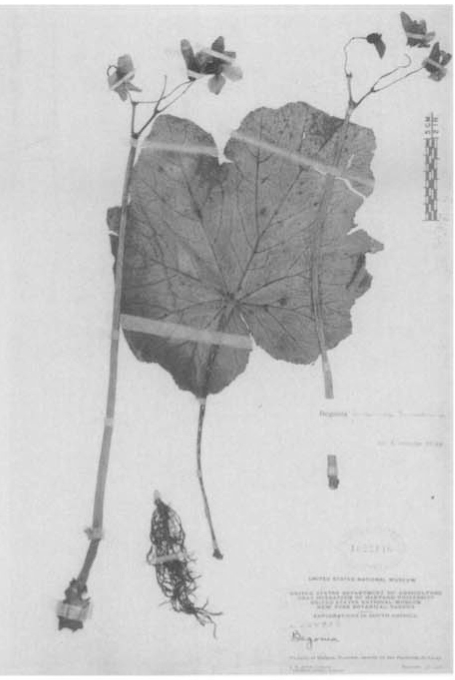 B. triramosa